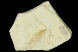 Miocene Fossil Leaf - Augsburg, Germany #139278-1